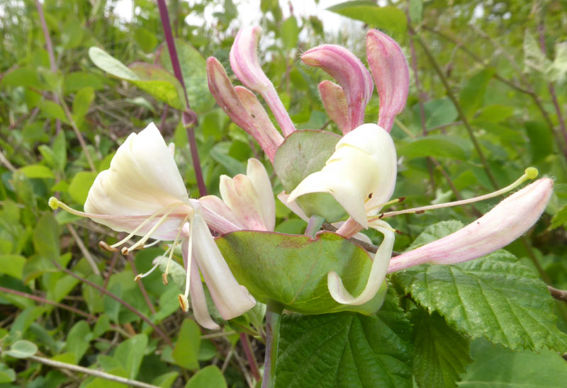 Lonicera caprifolium - Caprifoliaceae